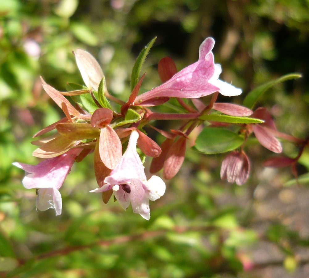 Abelia (Abelia schumannii)