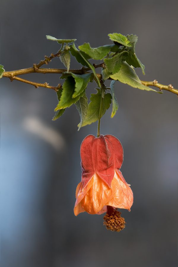 Chinese lantaarn (Abutilon x hybridum)