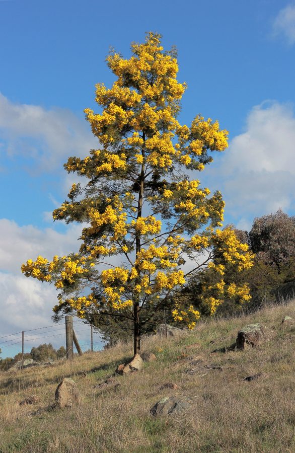 Acacia (Acacia)