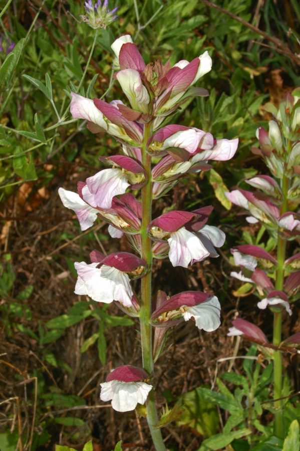 Zachte acanthus (Acanthus mollis)