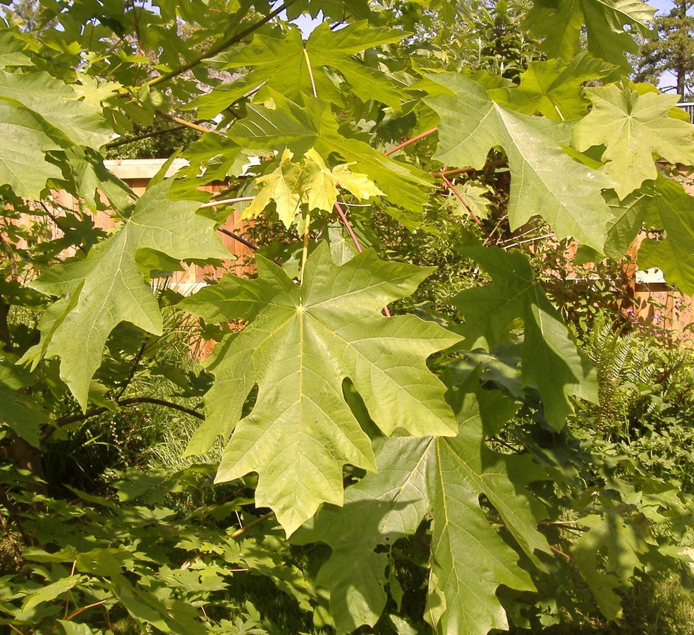 Esdoorn (Acer macrophyllum)