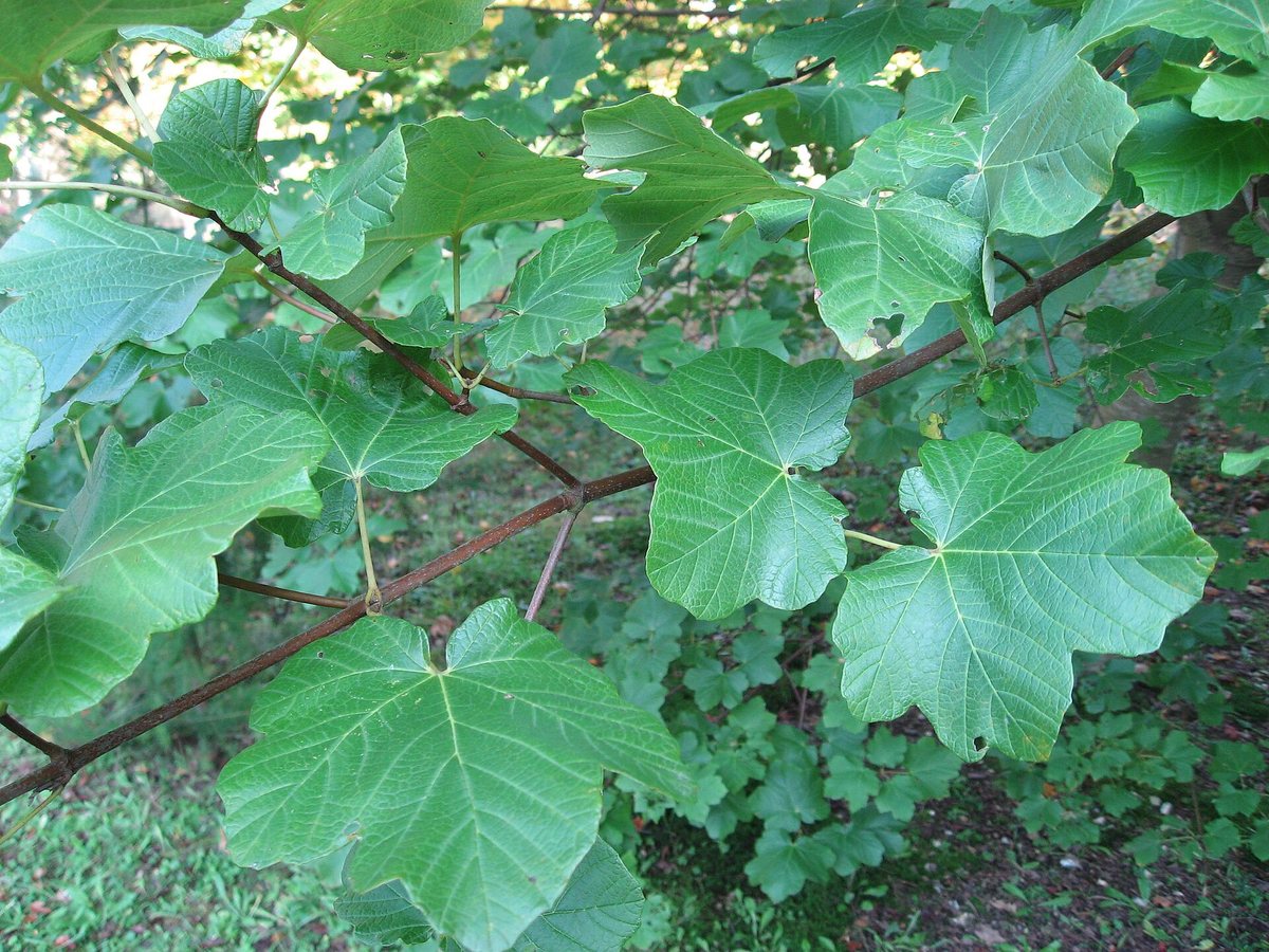 Italiaanse esdoorn (Acer opalus)
