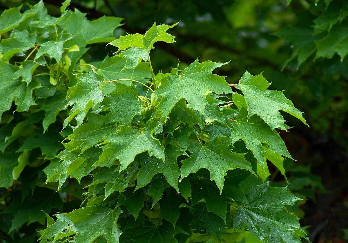 Noorse esdoorn (Acer platanoides)