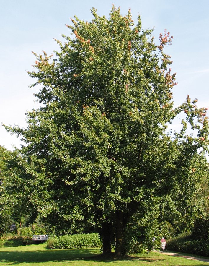 Zilver- of Witte esdoorn (Acer saccharinum)