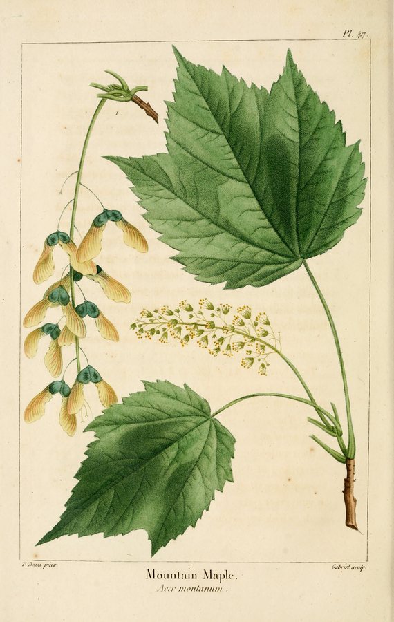 Esdoorn (Acer spicatum)