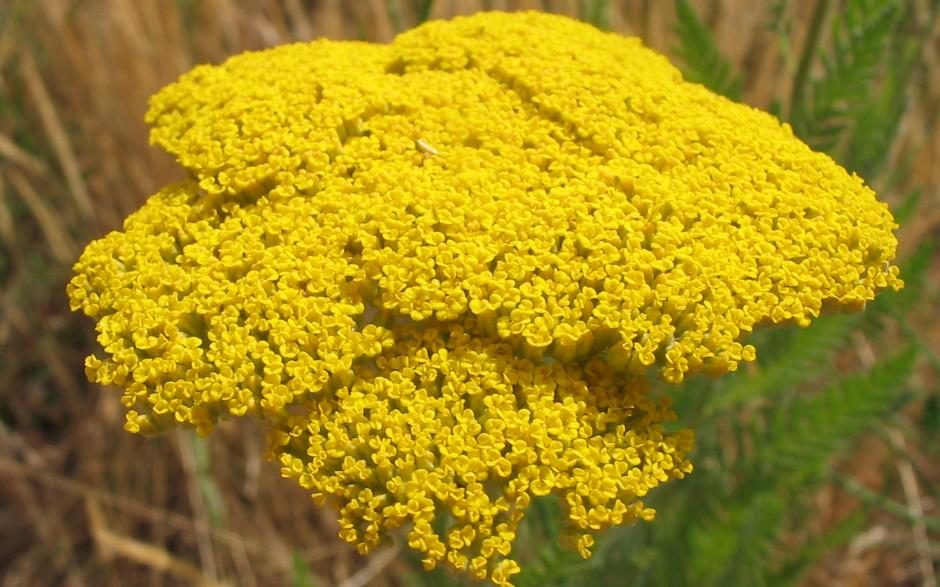 Geel duizendblad (Achillea filipendulina)