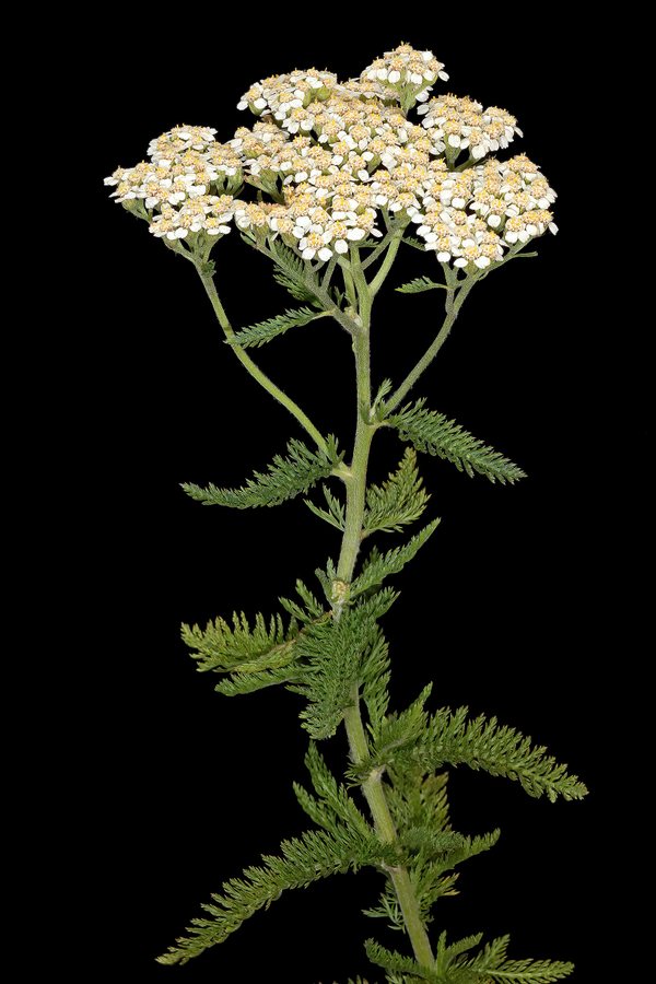 Gewoon duizendblad (Achillea millefolium)