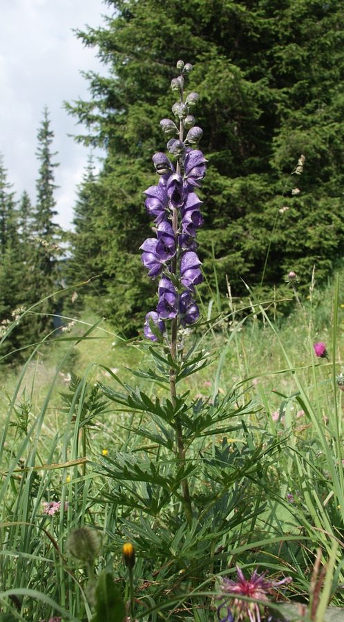 Blauwe monnikskap (Aconitum napellus)