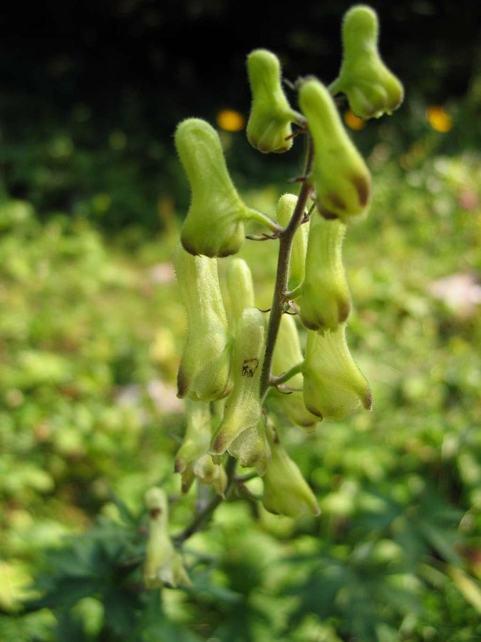Gele monnikskap (Aconitum vulparia)