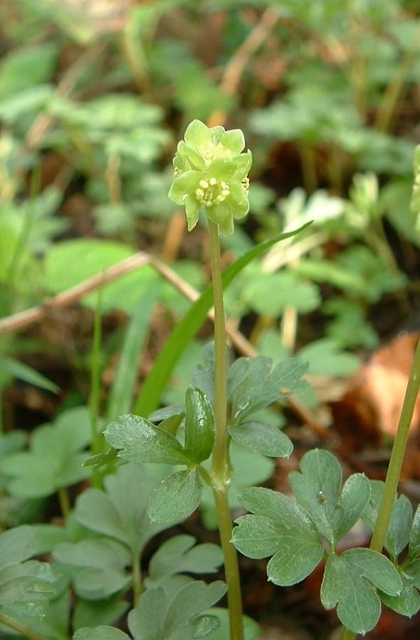 Muskuskruid (Adoxa moschatellina)