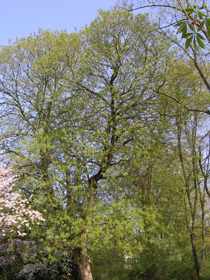 Amerikaanse kastanje (Aesculus flava)