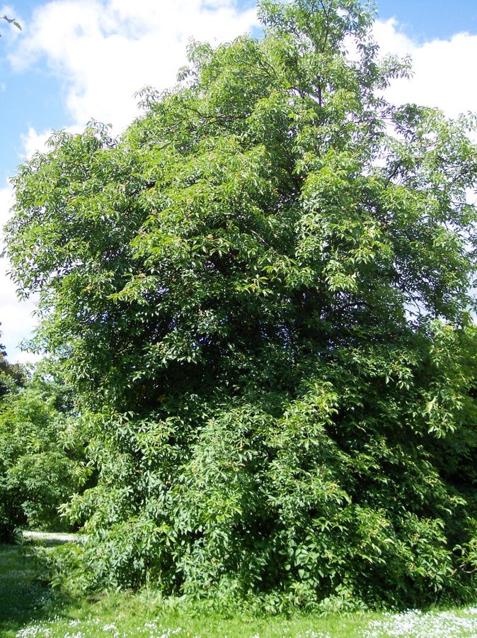 Gladde pavia (Aesculus glabra)