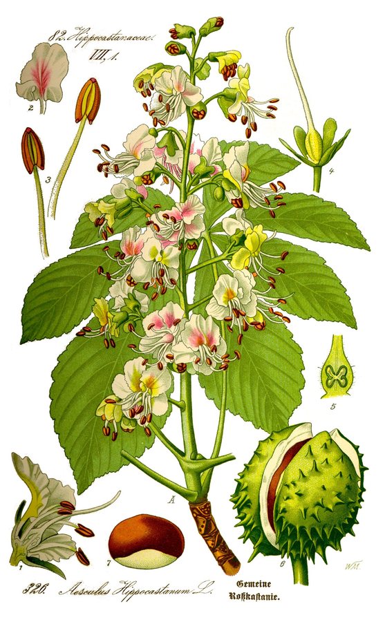 Witte paardenkastanje (Aesculus hippocastanum)