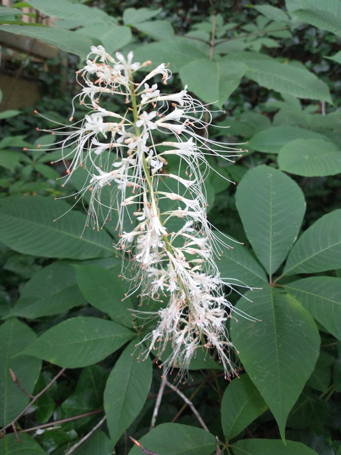 Kleinbloemige kastanje (Aesculus parviflora)