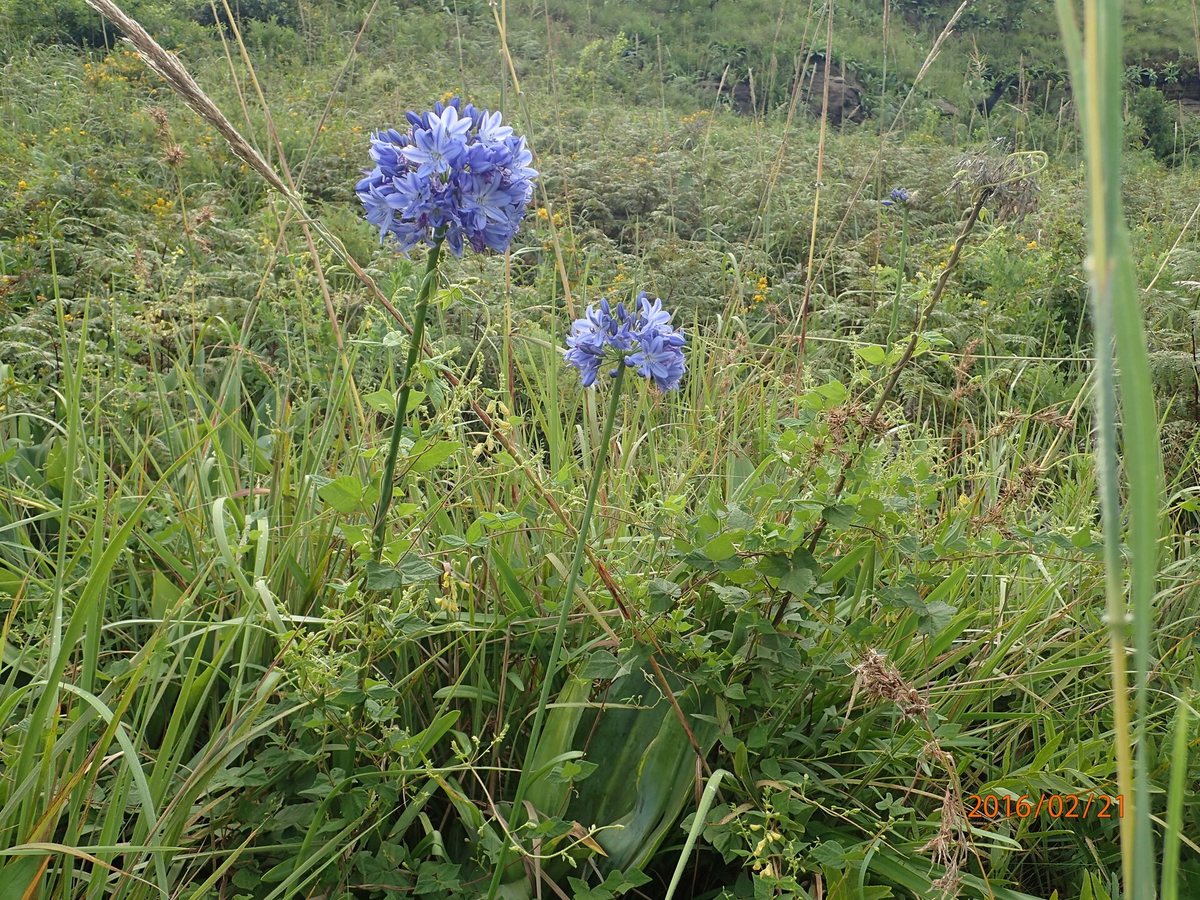Agapanthus (Agapanthus campanulatus)
