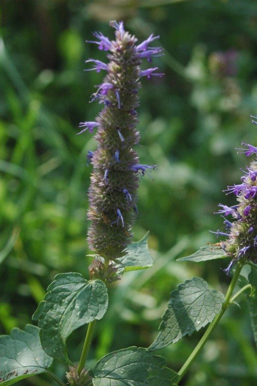Dropplant (Agastache rugosa)