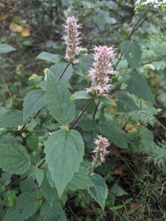 Dropplant / Reuzenhyssop (Agastache scrophulariifolia)