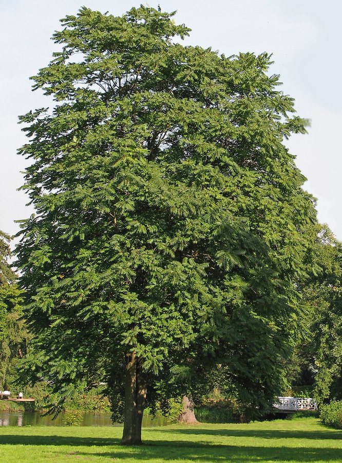 Hemelboom (Ailanthus altissima)