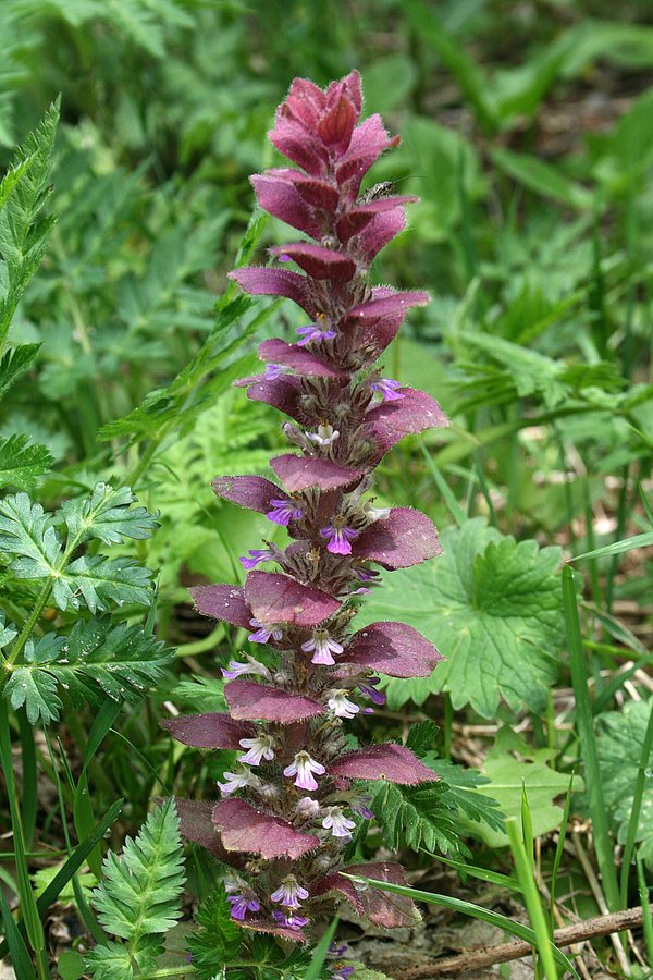 Piramidezenegroen (Ajuga pyrimidalis)