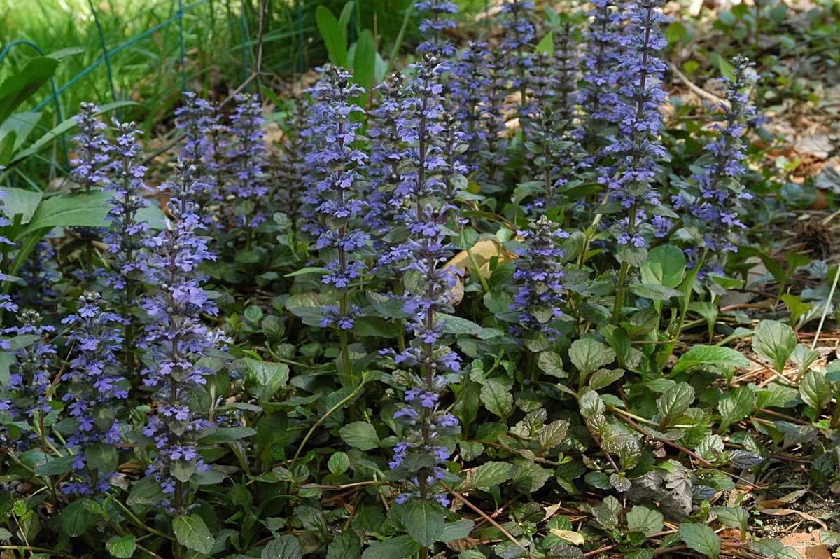 Kruipend zenegroen (Ajuga reptans)