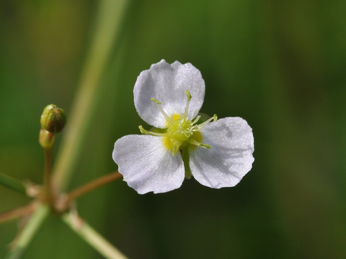 Grote waterweegbree (Alisma plantago-aquatica)