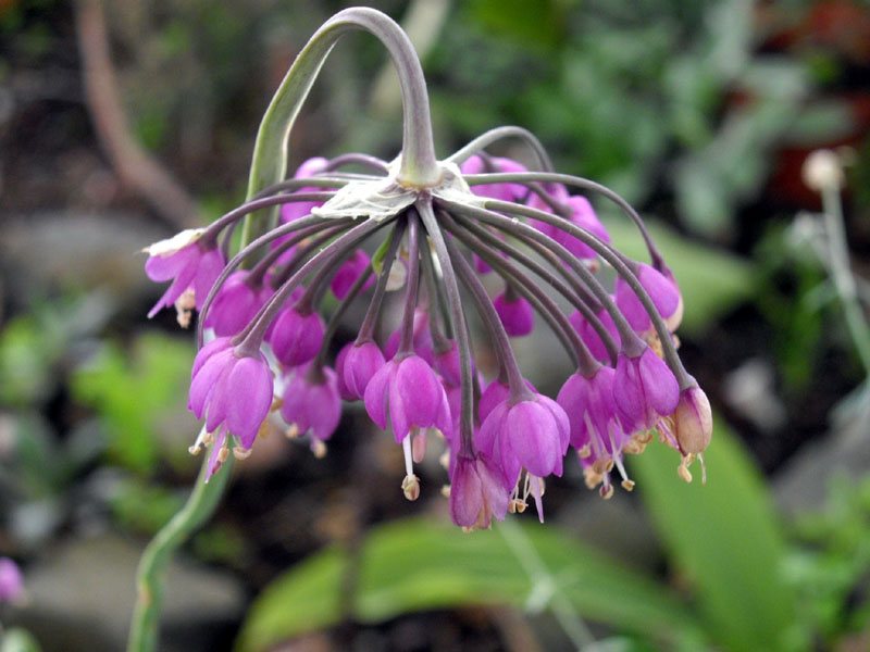 Look (Allium cernuum)