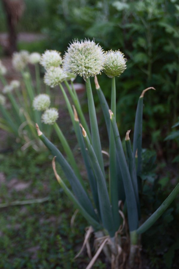 Grof bieslook / Pijplook (Allium fistulosum)