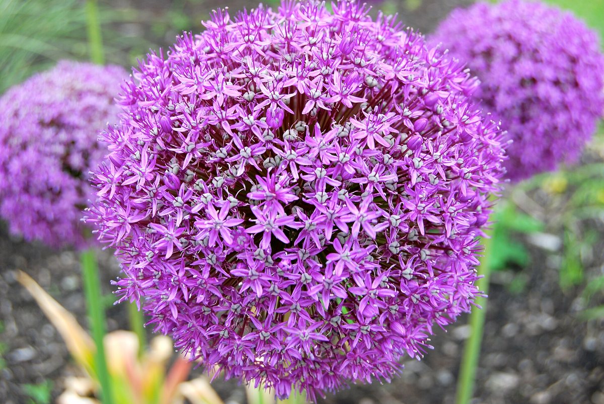 Reuzenlook (Allium giganteum)