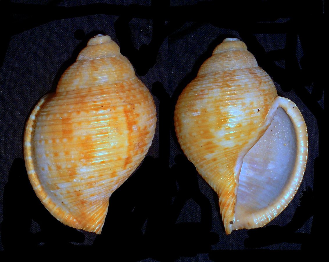 Goudvinkje (Allium molly)