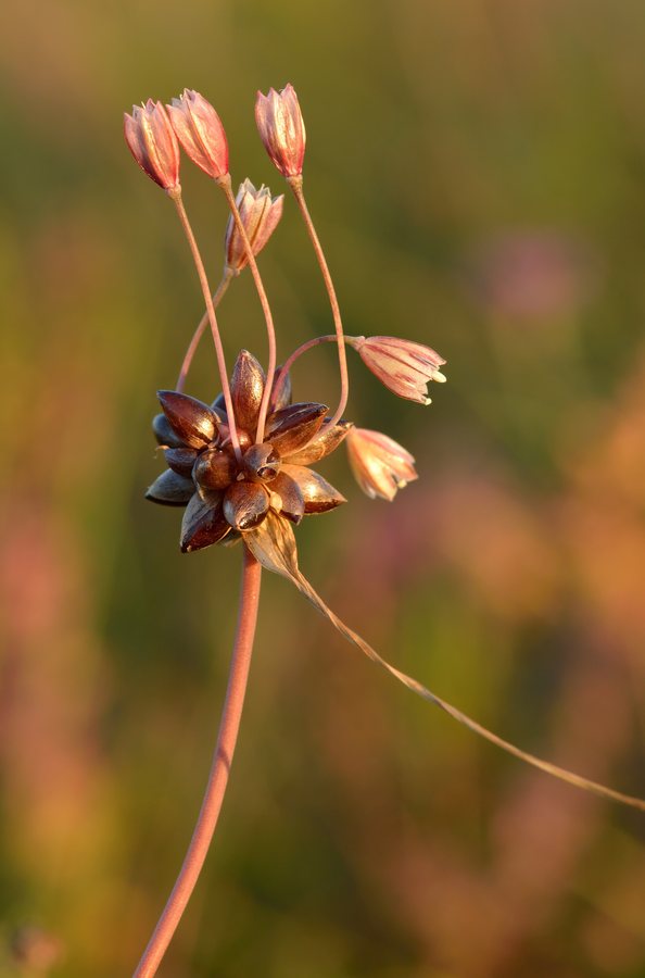 Moeslook (Allium oleraceum)