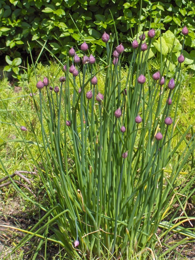 Bieslook (Allium schoenoprasum)