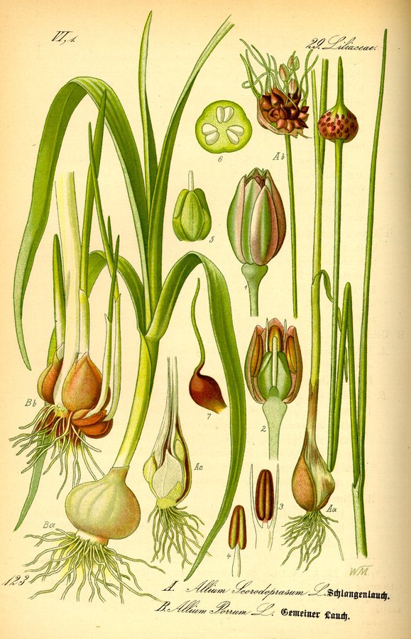 Slangenlook (Allium scorodoprasum)