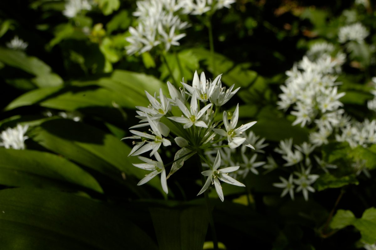 Daslook (Allium ursinum)