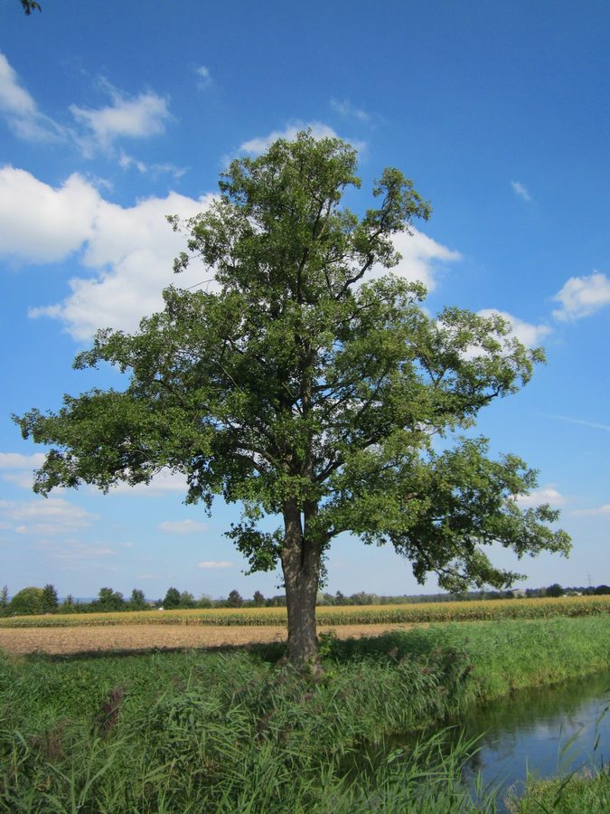 Zwarte els (Alnus glutinosa)