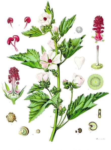 Heemst (Althaea americana)