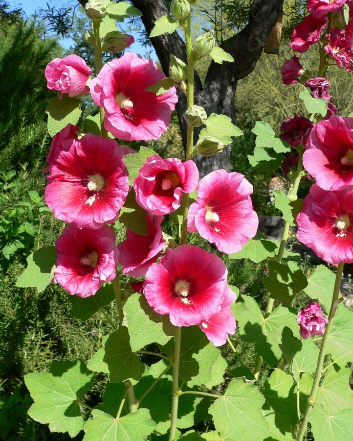 Stokroos (Althaea rosea)