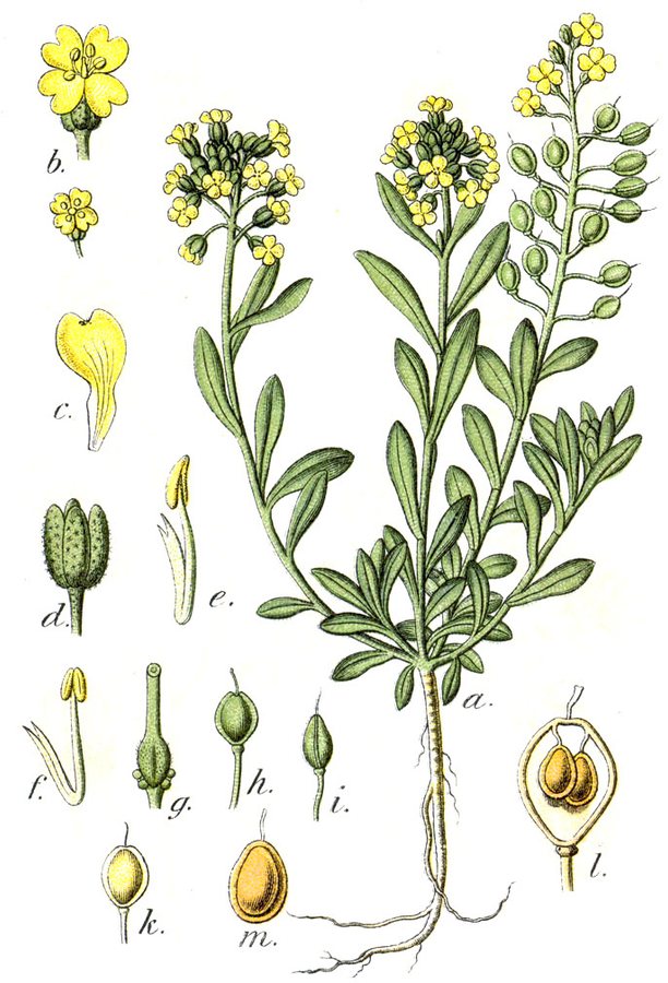 Bergschildzaad (Alyssum montanum)