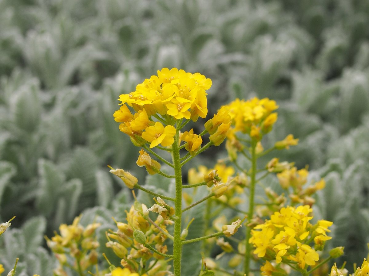 Liggend schildzaad (Alyssum repens)