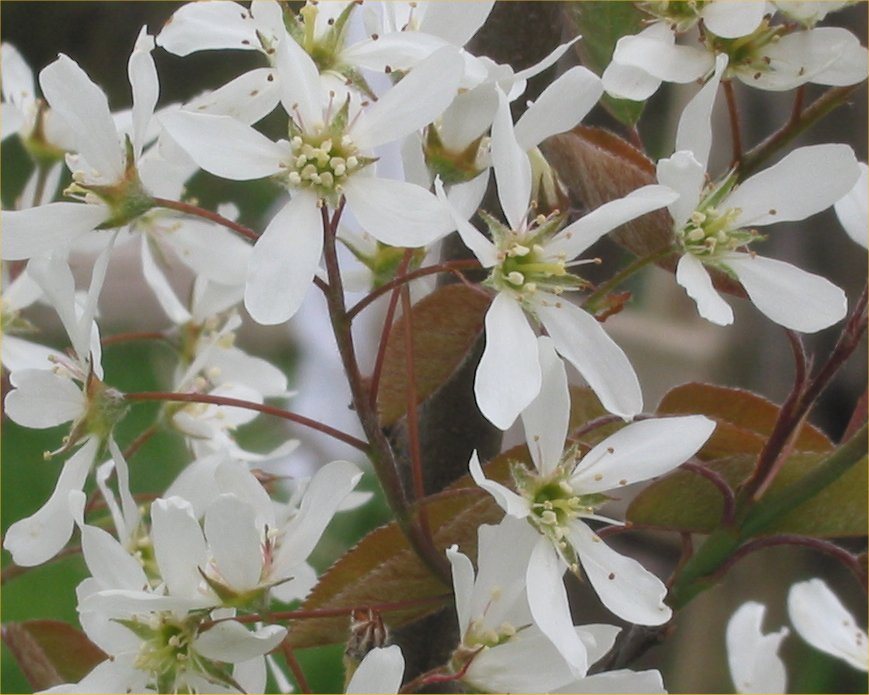 Amerikaans krentenboompje (Amelanchier lamarckii)