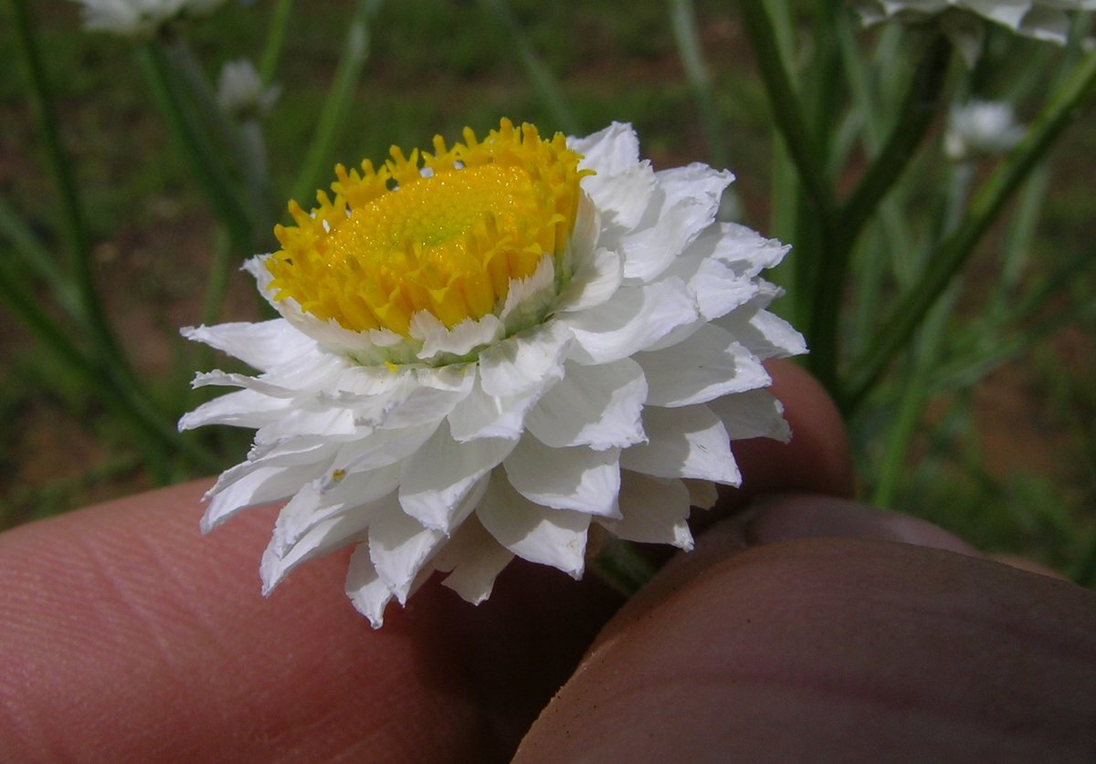 Ammobium (Ammobium alatum)