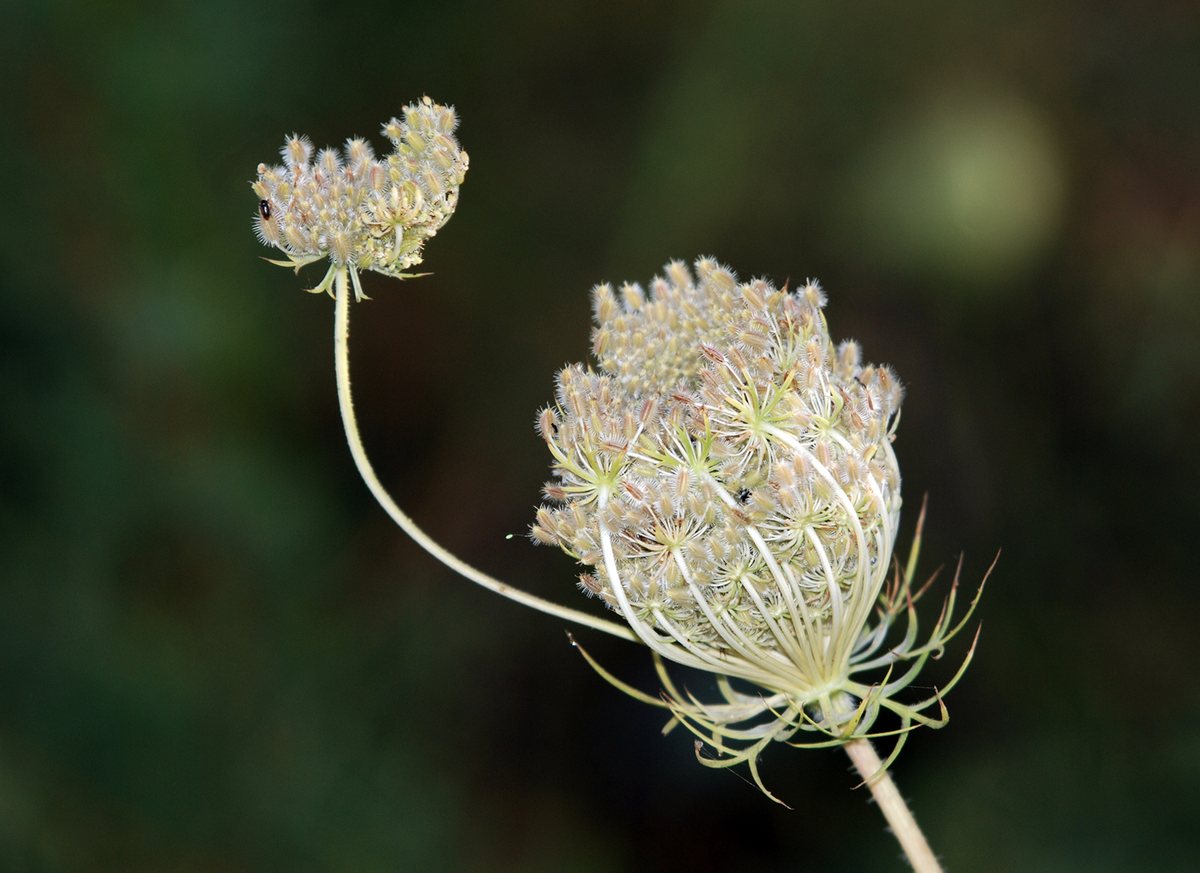 Fijn akkerscherm (Amni visnaga)
