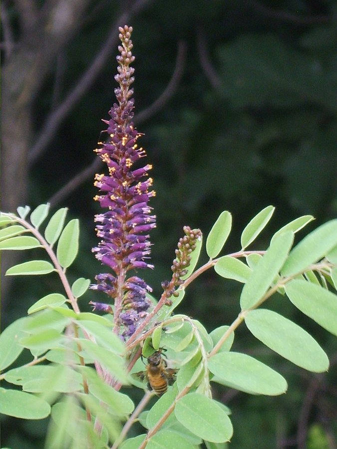 Indigobloem (Amorpha fruticosa)