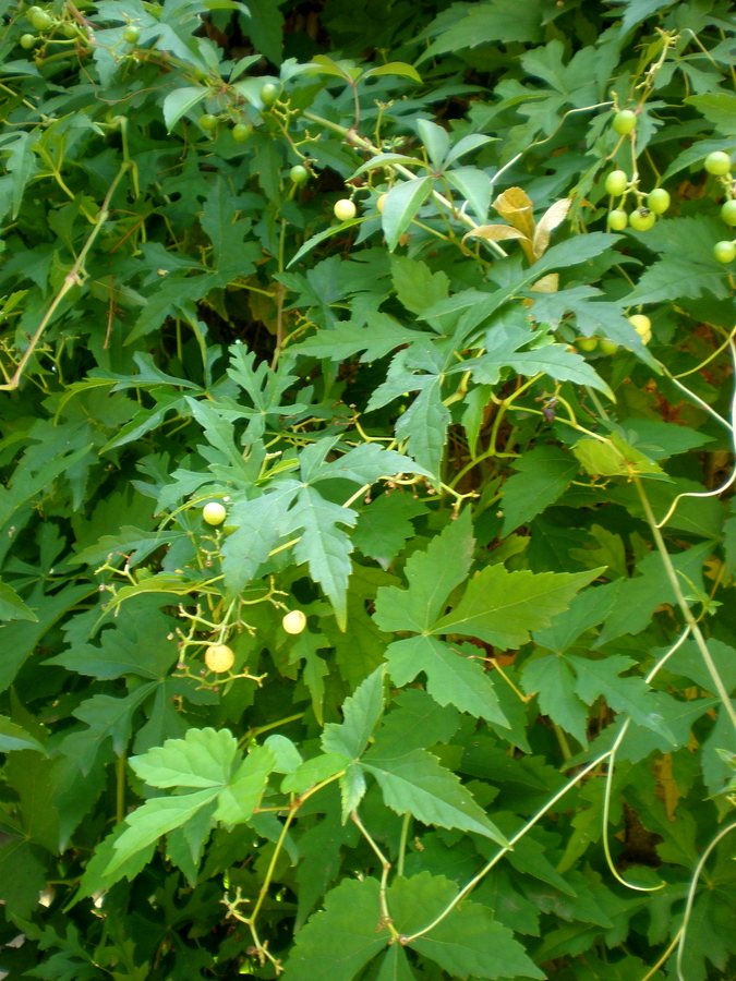 Wingerd (Ampelopsis aconitifolia)