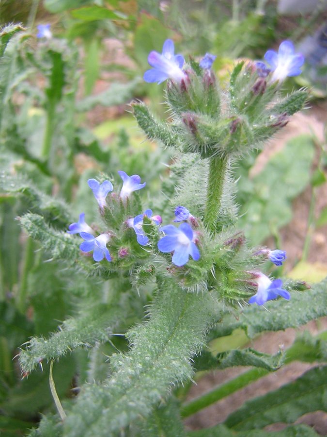 Kromhals (Anchusa arvensis)