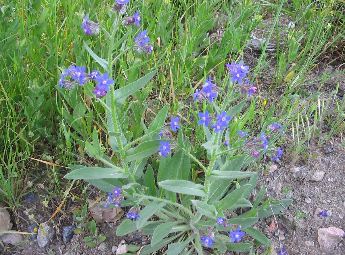 Ossentong (Anchusa azurea)