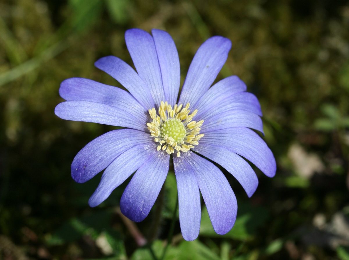 Blauwe anemoon (Anemone apennina)