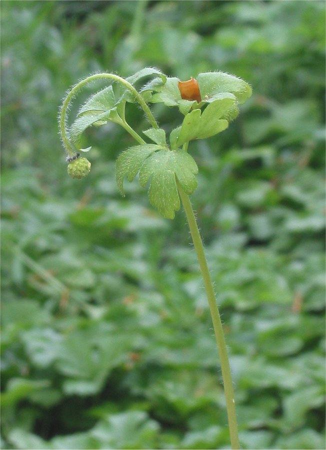 Oosterse anemoon (Anemone blanda)