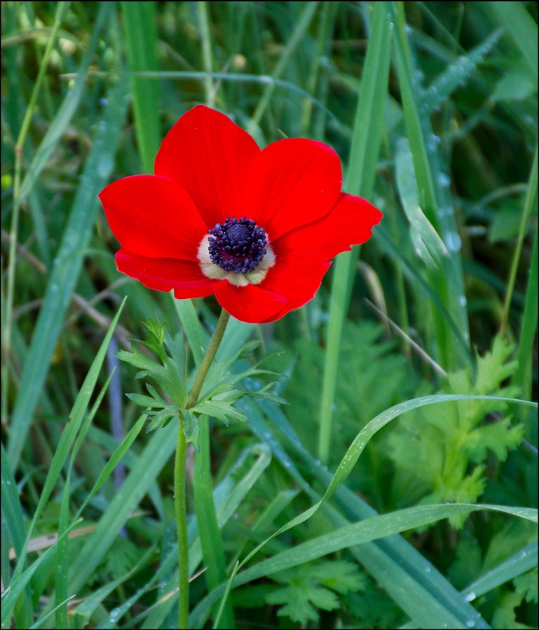 Tuinanemoon (Anemone coronaria)