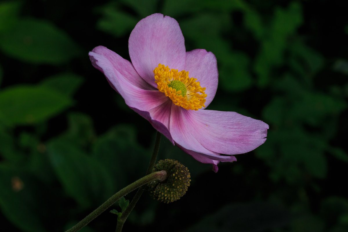 Herfstanemoon (Anemone hupensis)