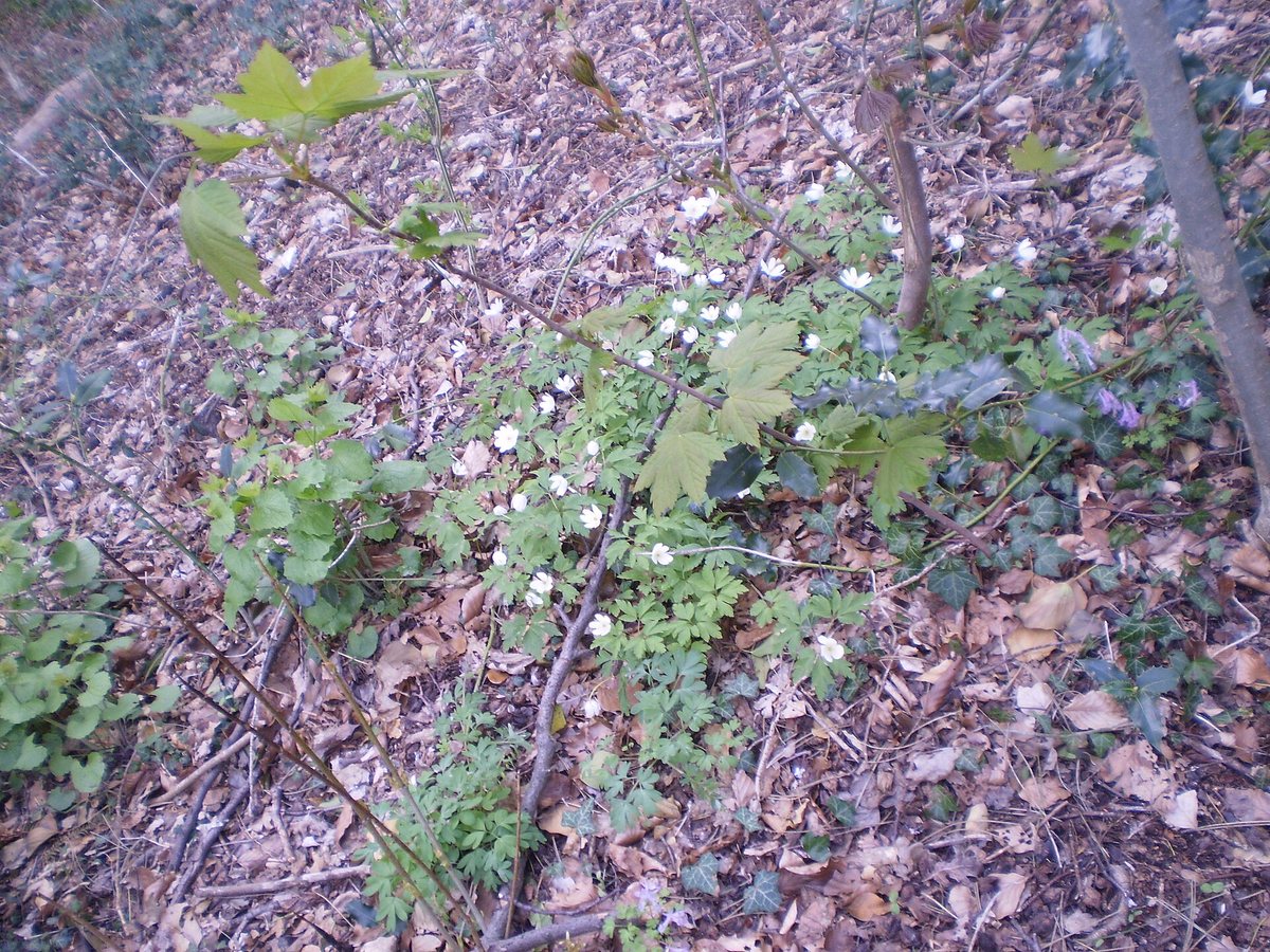 Japanse anemoon (Anemone japonica (hybride))